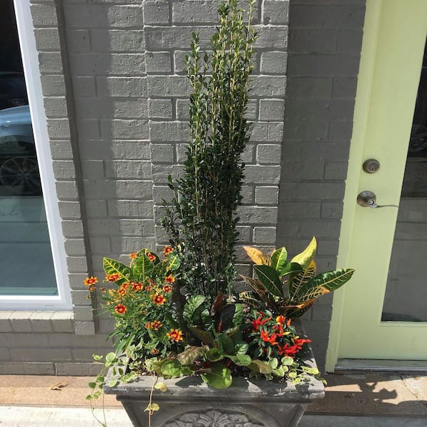 断捨離中　オリーブ38 3 Gal. Sky Pencil Japanese Holly Non Flowering Shrub I950G3 - The