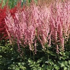 VAN ZYVERDEN Astilbe Everchanging Peaches and Cream (Set of 5 Roots ...