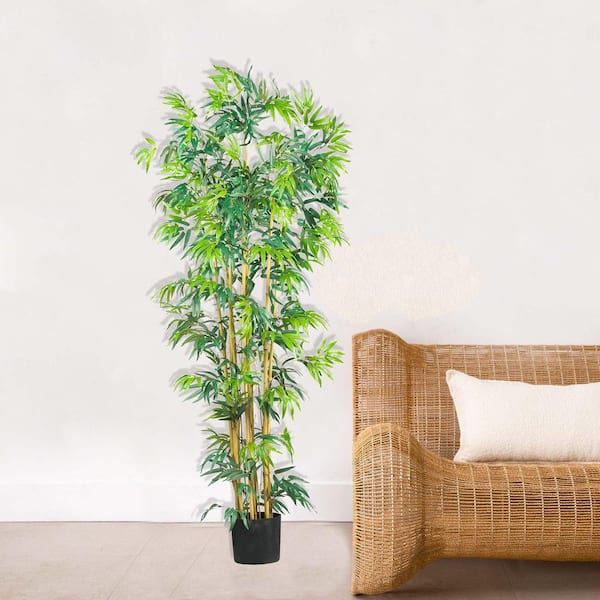 cavendish plant Banana Tree Plant for Sale: Including Overview & Care Guide main image 0