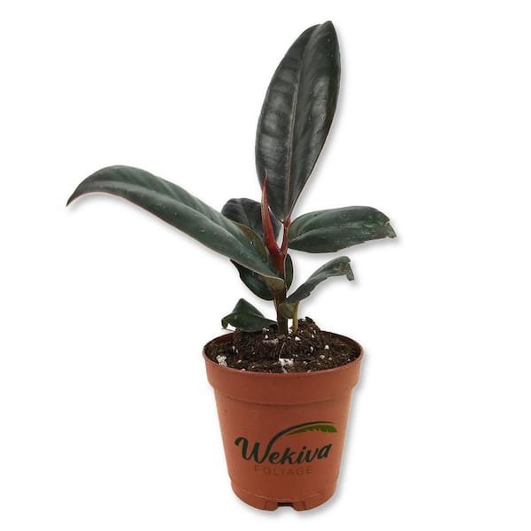 Burgundy Ficus Tree-Rubber Tree-Live Starter Plant in a 2 in. Pot-Ficus Elastica-Stunning Easy Care Interior