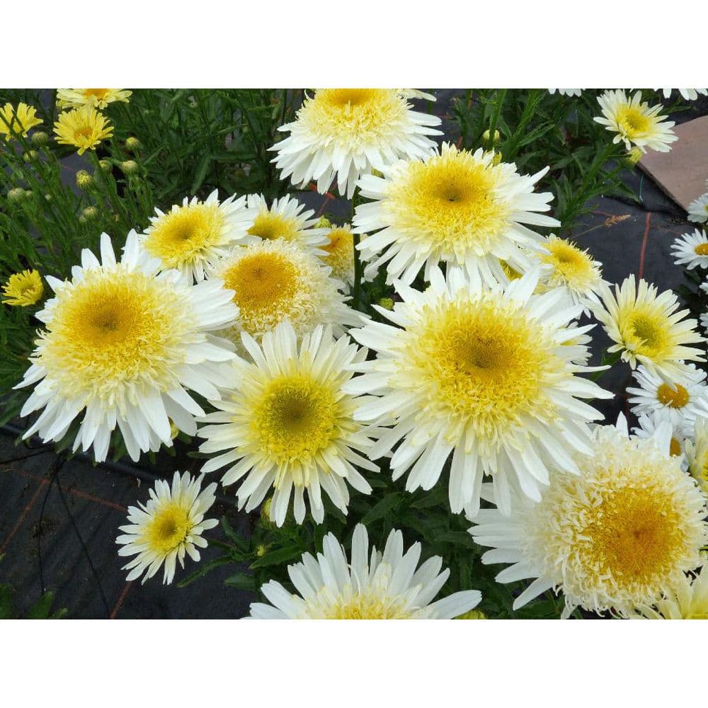 Real Glory Leucanthemum Shasta Daisy in 2.5 Quart Pot