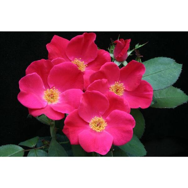 PROVEN WINNERS Pink Homerun ColorChoice Rosa 4.5 in. Quart