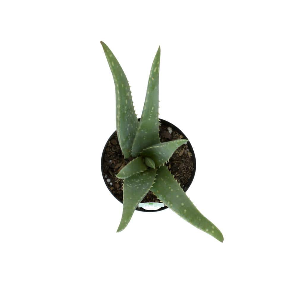 Aloe Vera 8" Green Succulent in Plastic Pot for Indoor/Outdoor