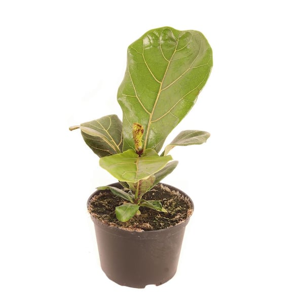 PLANTS BY POST 6 in. Ficus Yellow Gem Plant in Deco Container