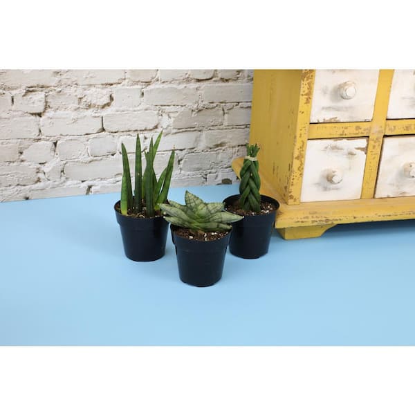 Epipremnum pinnatum 'Mint', Furniture & Home Living, Gardening