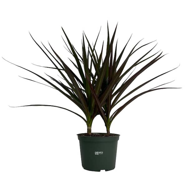 Vigoro 6 in. Wax (Hoya Carnosa) Plant in Deco Pot