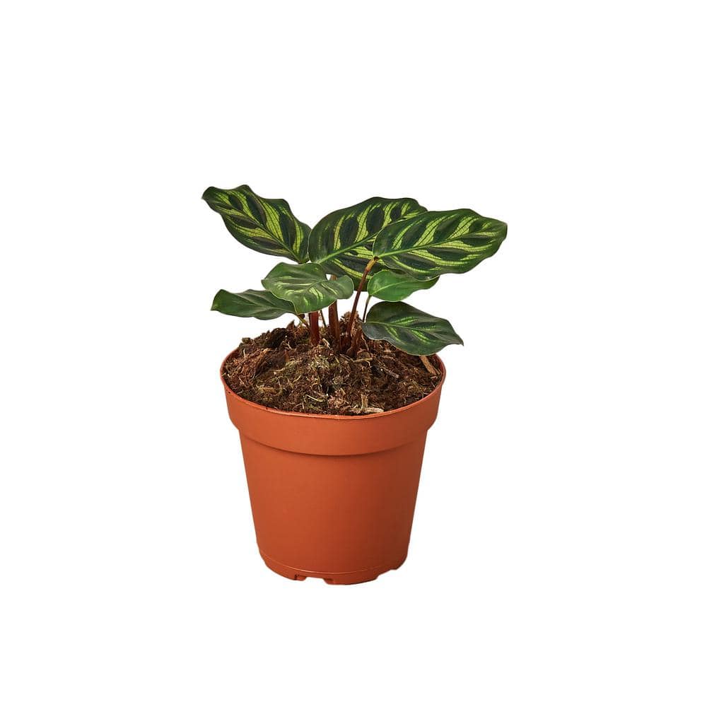 Makoyana Calathea Plant in 4 in. Grower Pot