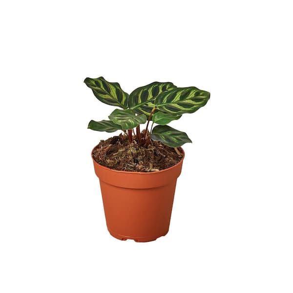 Unbranded Makoyana' Calathea Plant in 4 in. Grower Pot