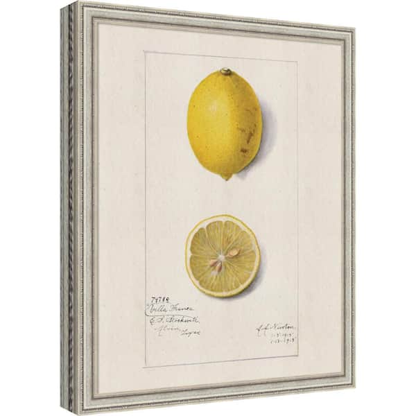 Cordelia "Lemon Villa France Amanda Newton" by Nostalgia Prints Lemon Framed Art Print 22 in. x 18 in.