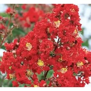 7 Gal. Miss Frances Crape Myrtle Lagerstroemia Live Flowering Shrub with Green Foliage and Deep-Red Flowers (1-Pack)