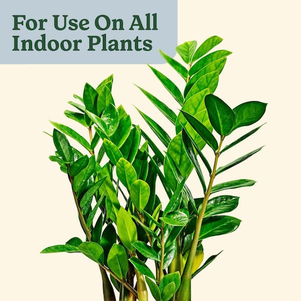 tiny rocket asiatic lily Tiny Rocket Dwarf Asiatic Lily – EVERGREEN