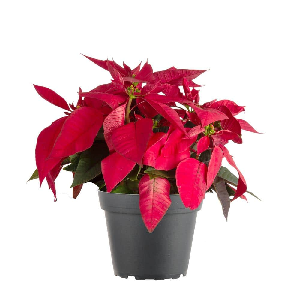 Costa Farms 6 in. Holiday Live Indoor Poinsettia in Grow Pot (1Pack) M