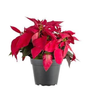6 in. Holiday Live Indoor Poinsettia in Grow Pot (1-Pack)