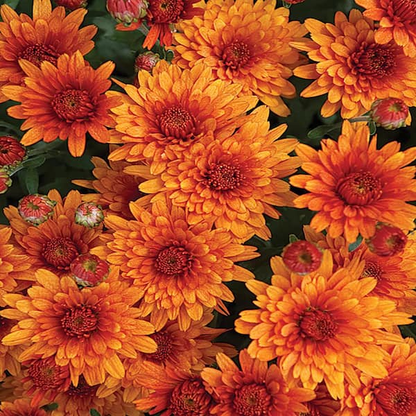 Unbranded Orange Hardy Mum Chrysanthemum Plant in 6.5 in. Grower's Pot