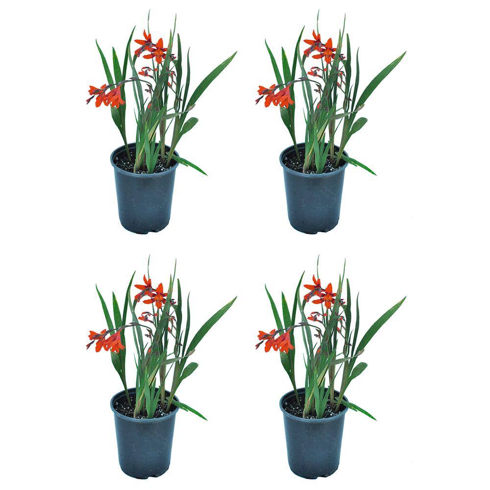 2.5 qt. Perennial Crocosmia Carmin Brilliant (2-Pack)