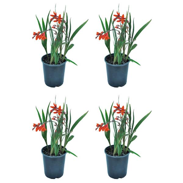 2.5 qt. Perennial Crocosmia Carmin Brilliant (2-Pack)