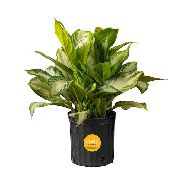 Costa Farms Aglaonema Silver Bay Indoor Plant in 9.25 in. Grower Pot, Avg. Shipping Height 2-3 ft. Tall