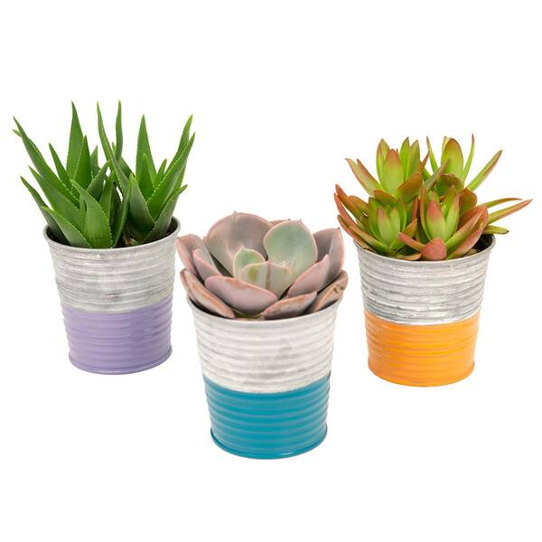 Unbranded 3.5 in. Assorted Succulents in a Neon Stripe Galvanized Tin (3-Pack)
