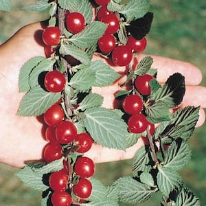 Nanking Bush Cherry Deciduous Dormant Bare Root Fruit Bearing Plants (2-Pack)