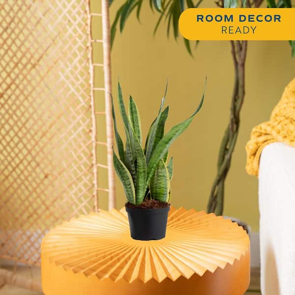 Grower's Choice Sansevieria Indoor Snake Plant in 6 in. Grower Pot, Avg. Shipping Height 1-2 ft. Tall