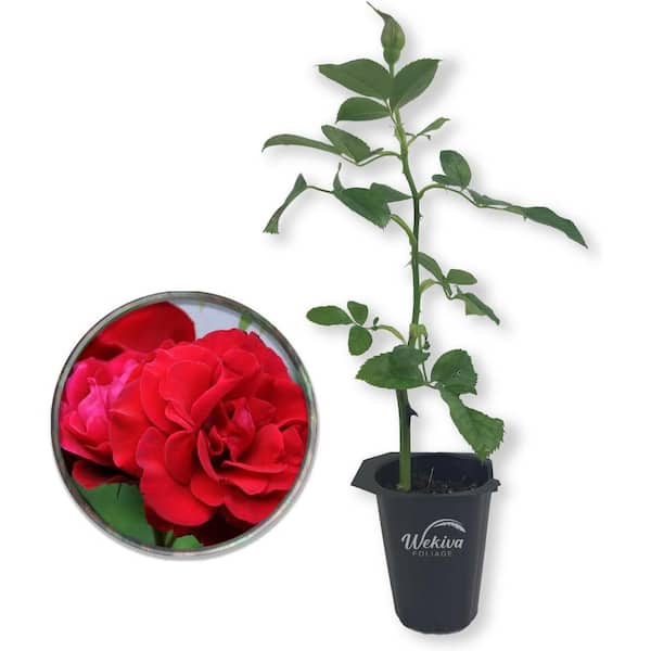 Don Juan Rose Bush-Live Starter Plant in a 2 Inch Pot-Beautifully Fragrant Heirloom Rose from Florida