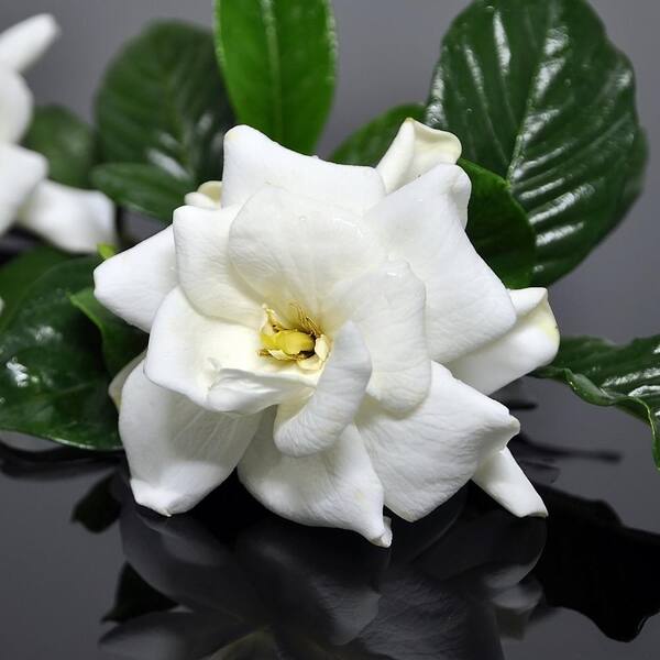 White Blooms Shrub Frostproof Gardenia 2.5 Qt 