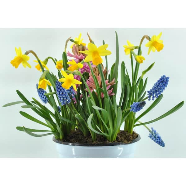 DROP-N-DECORATE Annual Bulb Mix (Muscari, Tete a Tete, Hyacinth) 3.0 Qt. (2-Pack)