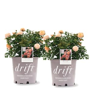 3 Gal. The Apricot Drift Rose Bush with Orange Flowers (2-Plants)