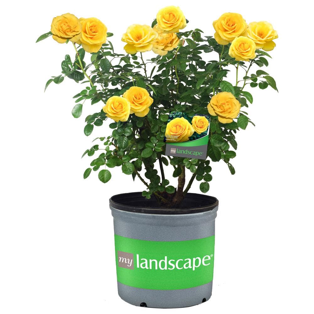 2 Gal. Sol Desire Rose with Yellow Flowers