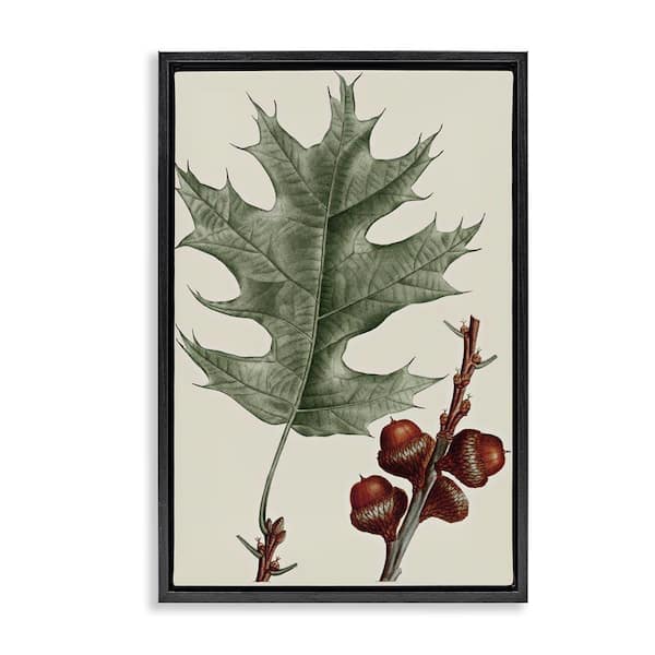 Stupell Industries Vintage Black Oak Leaf by Graffi tee Studios Black Floater Frame Nature Graphic Art Print 31 in. x 21 in.