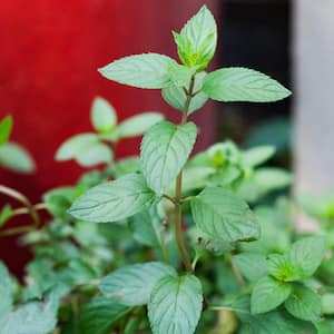 19 oz. Mint Chocolate Herb Plant