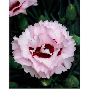 Perennial Carnation Raspberry Surprise 2.5 Qt. - 2-Pack
