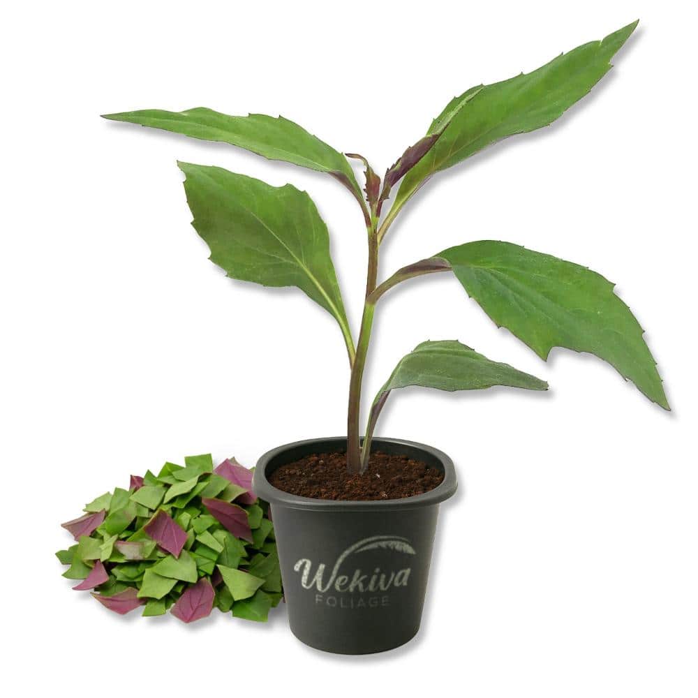 Wekiva Foliage Okinawa Spinach - 3 Live Starter Plants - Gynura Crepioides  - Fruit and Vegetables For The Garden OkinawaSpinach2x3 - The Home Depot
