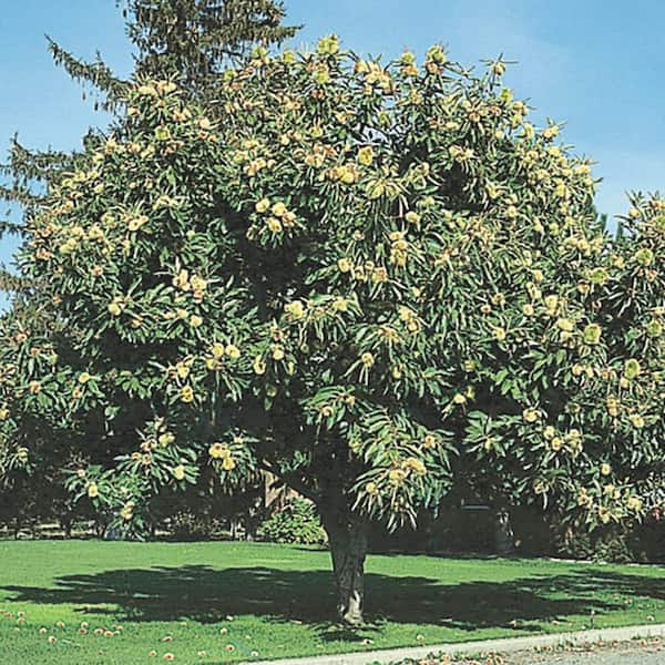 DIRECT GARDENING Superior Chinese Chestnut Dormant Bare Root Nut Bearing Starter Tree (1-Pack)