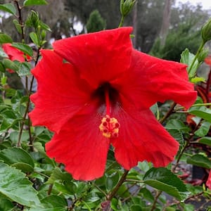 3 Gal. Brilliant Tropical Hibiscus Flowering Shrub with Large Red Flowers