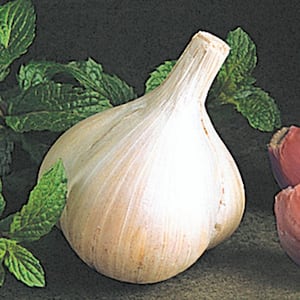 Walla Walla Early Softneck Garlic Dormant Vegetable Bulb (1-Pack)