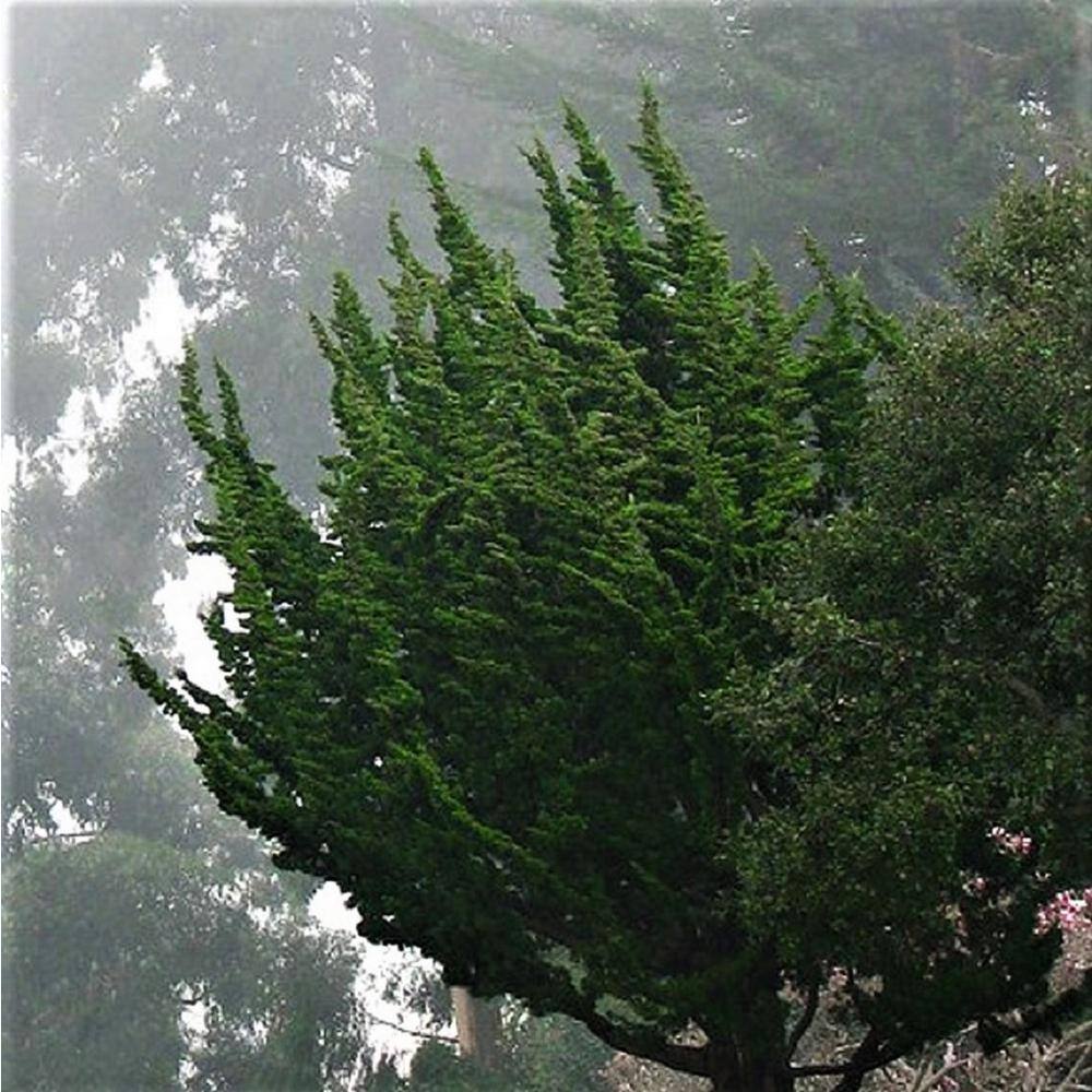 20.20 Qt. Hollywood Juniper Torulosa Live Shrub Plant with Twisting  Evergreen Foliage 34120Q