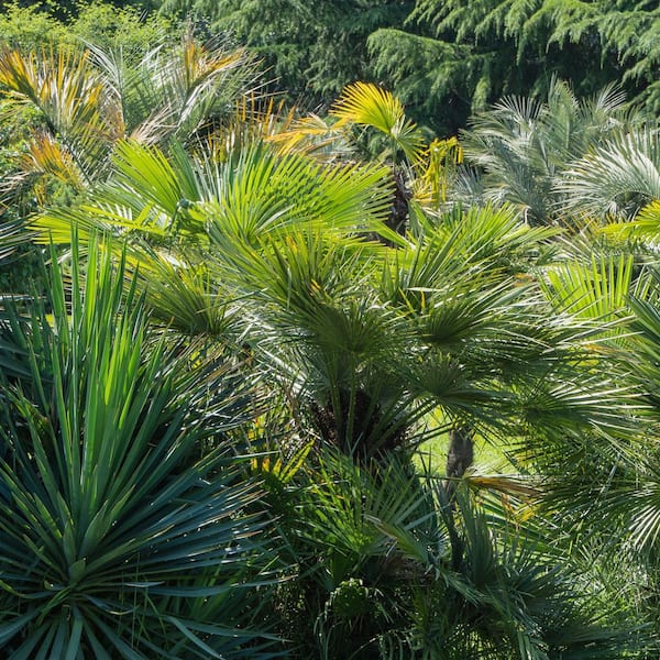 national PLANT NETWORK 3 gal. Windmill Palm HD2660 - The Home Depot
