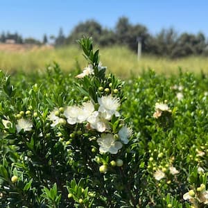 #5 Container Dwarf Myrtle Evergreen Shrub White Flowers (2-pack)