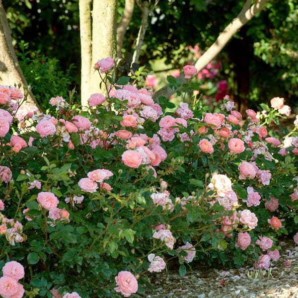 national PLANT NETWORK 3 gal. Drift Rose Apricot HD2668 - The Home