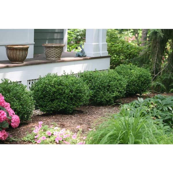 2 Gal. Sprinter Boxwood (Buxus Microphylla) Live Evergreen Shrub