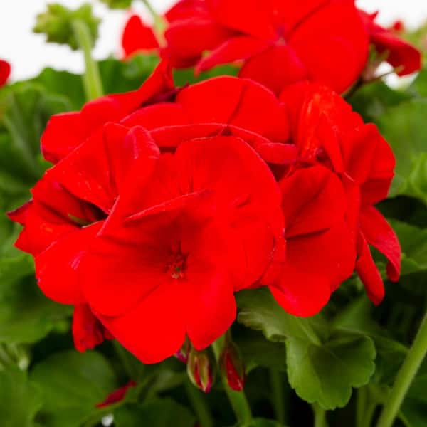 Vigoro 1.71 Pint Red Zonal Geranium Plant 2203 - The Home Depot