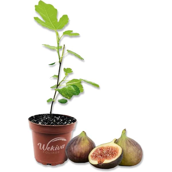 Wekiva Foliage Fig Tree-3 Live Plants in 4 Inch Pots-Ficus Carica-Edible Fruit Tree for The Patio and Garden