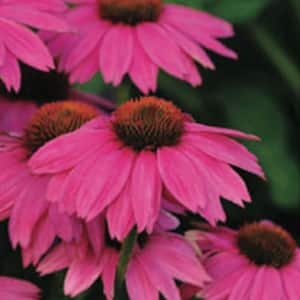 2.5 Qt. Pow Wow Wild Berry Echinacea With Pinkish-Purple Blooms And Dark Centers, Live Perennial Plant