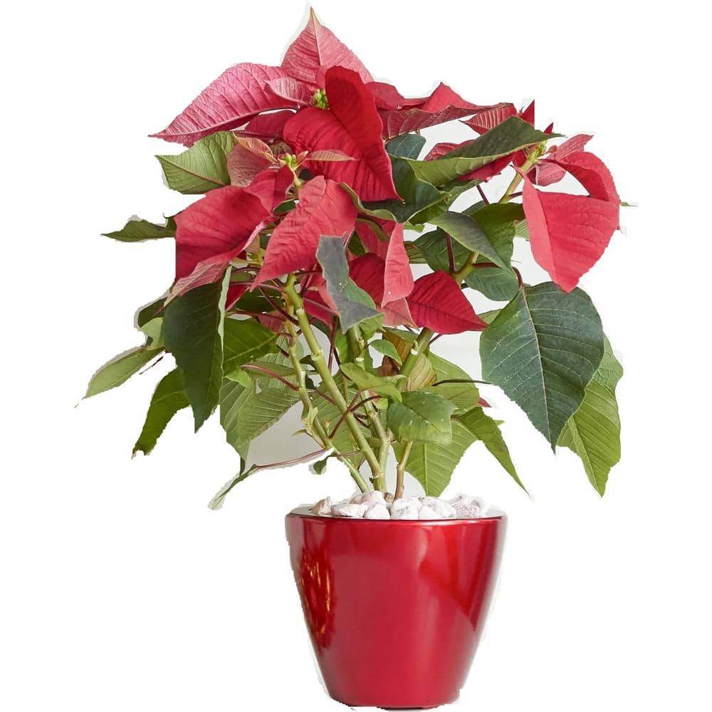 ABS (2-Pack) Smart Self-watering Planter Pot for Indoor and Outdoor-Red-Rou