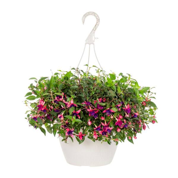 Vigoro 1.75 Gal. Fuchsia Dollar Princess Pink and Purple in