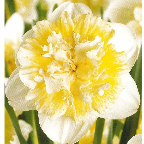 Unbranded Daffodil Ice King Dormant Bulbs (20-Pack)