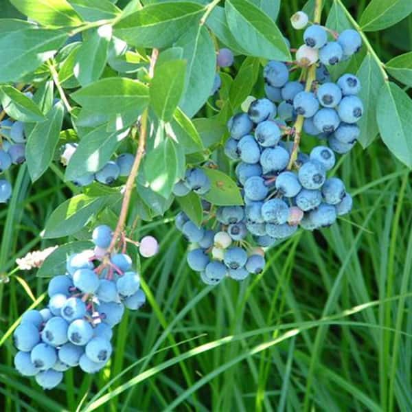 Gurney's 2.25 Gal. Pot, Liberty Blueberry Shrub, Live Deciduous Fruit Bearing Plant (1-Pack)