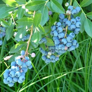 2.25 Gal. Pot Liberty Blueberry Bush Fruiting Plant Grown (1-Pack)