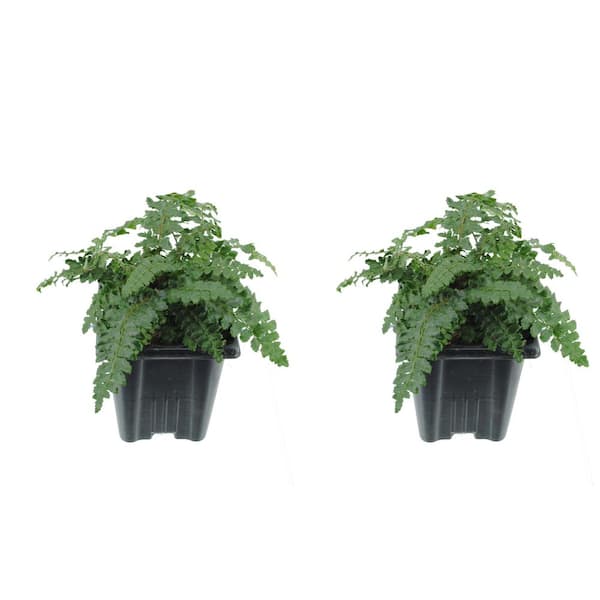 Unbranded 1.0 qt. Fern Polystichum Polyblepharmum Tassel Perennial (2-Pack)
